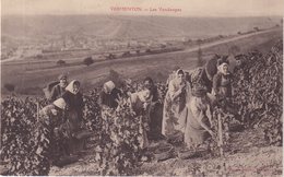 VERMENTON : Les Vendanges . - Vermenton