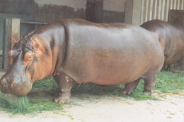China - Animal Stars In Wuhan Zoo, Two Hippopotamuses - Flusspferde