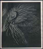 Cca 1932 Kinszki Imre (1901-1945) Budapesti Fotóművész  Pecséttel Jelzett Vintage Alkotása (madárfej), 14,5x13 Cm - Altri & Non Classificati