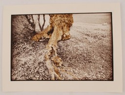Cca 1980 Nagy Csilla: Cím Nélkül, Pecséttel Jelzett Vintage Fotóművészeti Alkotás, 30x40 Cm - Sonstige & Ohne Zuordnung