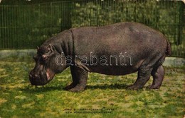 ** T3 Hippopotamus 'Pete' New York Zoological Park (fa) - Sin Clasificación