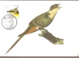 Portugal & Maximum Card, Cuco-Rabilongo, Clamator Glandarius, Marvão 2002 (6682) - Cuckoos & Turacos