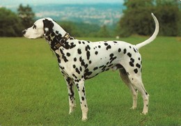 Chien Dalmatien (2 Scans) - Hunde
