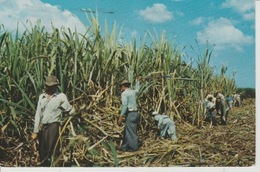 19 / 7 / 196. -   GREETINGS  FROM  ST. CROIX, VIRGINIA  - CUTTING  SUGAR  CANE  - C P S M - Virginia Beach