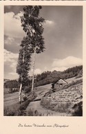 AK Die Besten Wünsche Zum Pfingstfest - Birken Fußweg Berge Scheune - Ludwigslust 1960 (42639) - Pfingsten