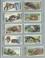 Player's  Cigarette Cards Animals Of The Countryside  Adhesive Type   Full Set Of 50 - Player's