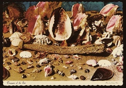 Bahamas  -  Treasure Of The Sea  -  Muscheln  -  Ansichtskarte Ca. 1972    (11489) - Bahamas