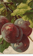 Klein Fruits Prunes Plums  Raphael Tuck 796  Envoi à Montsoult Val D' Oise - Klein, Catharina