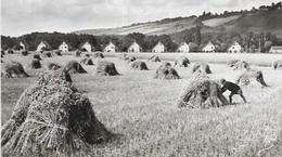 95.  BRAY LU.   LES MAISONS NEUVES - Bray-et-Lû