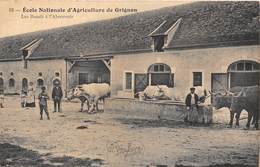 78-GRIGNON- ECOLE D'AGRICULTURE DE GRIGNON, LES BOEUFS A L'ABREUVOIR - Grignon