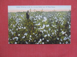 Texas >    Cotton Growing In The Rio Grande Valley  Near El Paso    Ref 3518 - El Paso