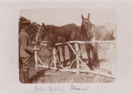 Photo Juin 1915 Secteur VILLE-SUR-TOURBE - Chevaux à La Ferme Joyeuse (A212, Ww1, Wk 1) - Ville-sur-Tourbe