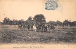 78-LE PERRAY- HARAS DU PERRAY, LES POULAINS DE L'ANNEE - Le Perray En Yvelines