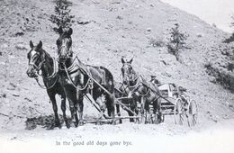 1 AK Kanada * Sunday Excursion On Hillside Near Penticton - Nachdruck Einer Karte Von 1901 - Reprint - Siehe Rückseite * - Penticton