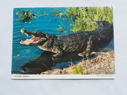 ALLIGATOR In Florida  A 201 - Andere & Zonder Classificatie