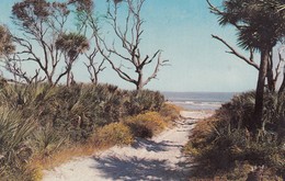 Postcard Coastal Scene Beaufort County Palmetto Trees My Ref  B13475 - Beaufort