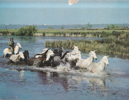 Calendrier Des Postes PTT 1983 ALPES-MARITIMES, Les Drus, Chevaux En Camargue, 2 Photos - Grand Format : 1981-90