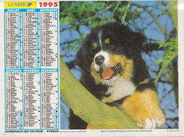 Calendrier Des Postes PTT 1995 SOMME: Yorshire Terrier, Bouvier Bernois, 2 Photos Sur Carton Fort - Grand Format : 1991-00