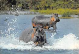 PIE.T.19-8292 :  HIPPOPOTAMES - Hippopotamuses