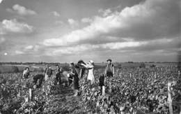 PIE.T.19-8372 : REUGNY. VENDANGES. - Reugny