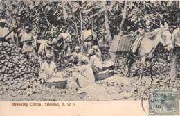 10754 - Trinidad - Breaking Cocoa - Trinidad