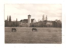 Tournay-Vue Générale- Chevaux--(D.2203) - Tournay