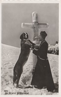 CPSM Dentelée Chien Du Grand St Bernard Bernrdinerhund St Bernard Dog  (2 Scans) - Perros