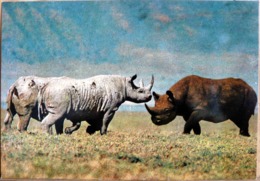 RHINO AT NGORONGORO CRATER RHINOZEROS RHINOCEROS - Rhinoceros