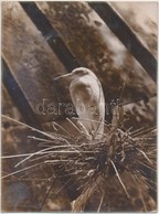 Cca 1930 Kerny István (1879-1963): Fészekrakó, Pecséttel Jelzett Vintage Fotóművészeti Alkotás, 14x11 Cm - Andere & Zonder Classificatie