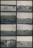 Cca 1930 Vidéki életképek: állatok, Gazdálkodás, Stb., 14 Db Fotó, Kettő Hátulján Feliratozva, 7×9 Cm - Andere & Zonder Classificatie