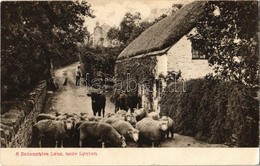 T2 1905 Lynton, A Devonshire Lane, Sheep - Sin Clasificación