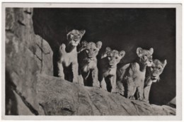 Hamburg Stellingen - S/w Carl Hagenbeck's Tierpark 5 Löwinnen In Der Löwenschlucht - Stellingen