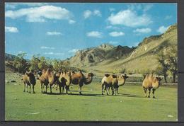 Mongolian Camels. - Mongolei