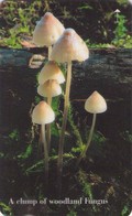 JERSEY ISLANDS. 71JERA. Setas - Mushrooms-CHAMPIGNONS-FUNGHI. Woodland Fungus. 20000 Ex. (405) - Fleurs