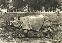( RHINOCEROS ) ( ANIMAUX ) - Rhinocéros