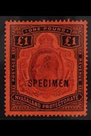 1908 £1 Purple And Black On Red, Ovptd "Specimen", SG 81s, Very Fine Mint. For More Images, Please Visit Http://www.sand - Nyassaland (1907-1953)
