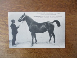 ESTHER,BAIE,NEE EN 1904,PAR UKASE 1er ET FAUVETTE II ,PAR PHAËTON  2° PRIME  ,SUPPLEMENT A LA FRANCE CHEVALINE N°78-1909 - Horses
