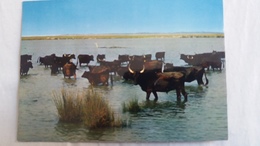 CPSM TAUREAUX LA CAMARGUE PAYS DE CIEL BLEU ET DE MIRAGES MANADE ED DE FRANCE 13 - Taureaux