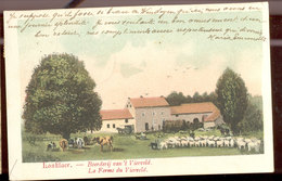 Cpa Lanklaer    Moutons Et Vaches  1906 - Dilsen-Stokkem