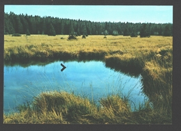 Delcampe - Les Hautes Fagnes / Das Hohe Venn / De Hooge Vennen - Jalhay