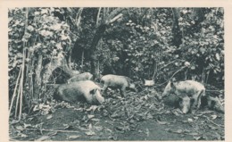 New Hebrides (Vanuatu) Ouala Boars In Jungle, C1920s/30s Vintage Postcard - Vanuatu