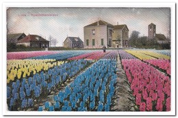 Lisse, Hyacinthenvelden - Lisse