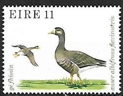 IRELAND - MNH - 1979 -  Greater White-fronted Goose    Anser Albifrons - Gansos