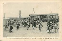 13 Saintes Maries De La Mairie Arrivée Des Taureaux  Camargue  Tauromachie - Saintes Maries De La Mer