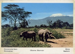 Fauna Africana - Rinoceronte Nero - 166 - 24 - Formato Grande Non Viaggiata – E 13 - Rhinocéros