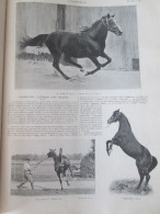 1905  FLYING FOX  L étalon D Un :million équitation Race Pure Sang  Cheval  Haras De JARDY - Equitation