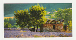 LAVANDE PROVENCE Carte Postale N° 31 SUD DE LA FRANCE - Plantes Médicinales