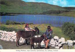 Irlande > Ireland - GALWAY Killary Harbour Near Leenane Connemara  (enfants ânes âne)*PRIX FIXE - Galway