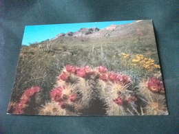 PIANTA GRASSA CACTUS HEDGEHOG ECHINOCEREUS ENGLEMANNII DESERT IN BLOOM ARIZONA U.S.A. - Cactus