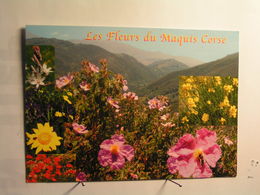 Delcampe - Ecrite De Calvi - Les Fleurs Du Maquis Corse - Calvi
